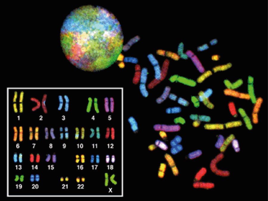 Analisi cromosomiche
