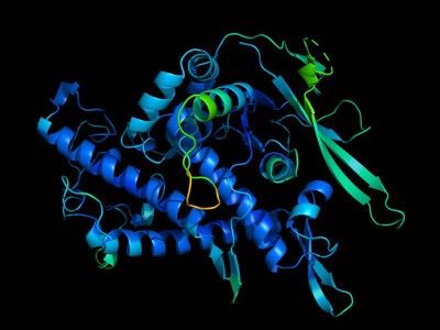 Tutte le proteine conosciute in un solo database. Nato dall’intelligenza artificiale.