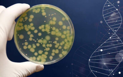Il microbiota, un alleato ancora poco conosciuto